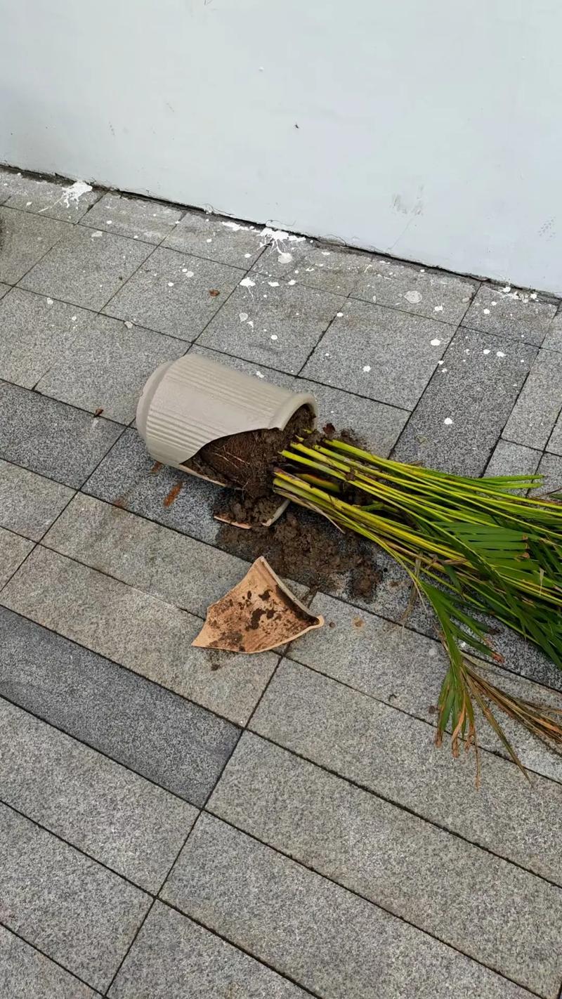 花盆破损会对家居风水产生怎样的影响呢？