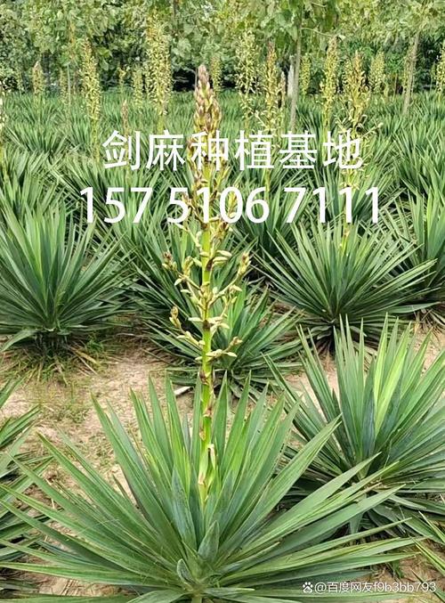 家里种植剑麻对风水有影响吗？