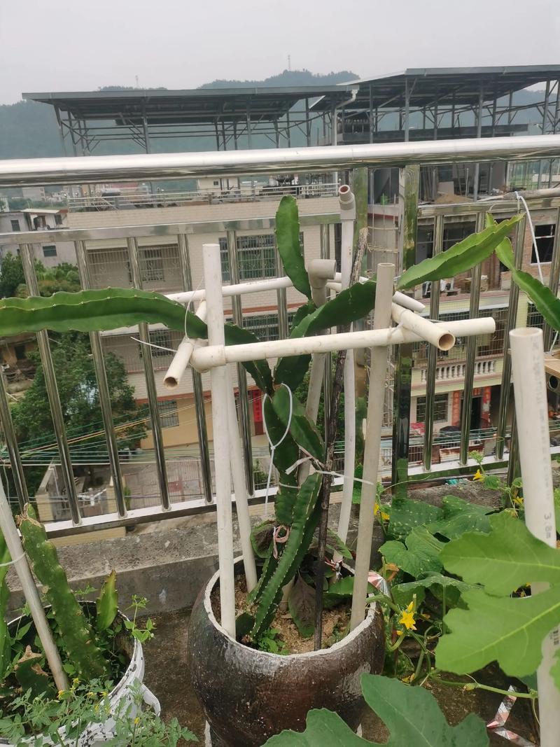 楼顶种植火龙果会对风水产生哪些不利影响？