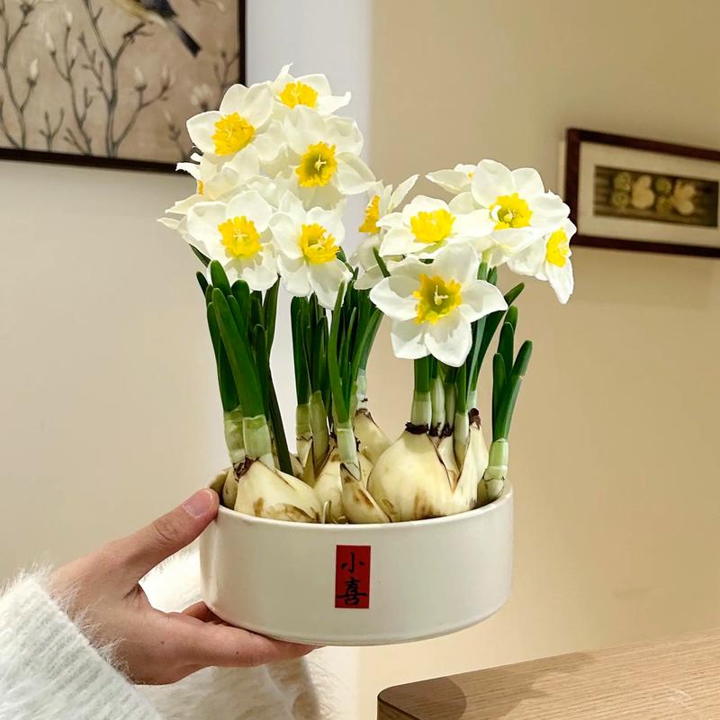 家里种水仙花风水怎么样？适合种植吗？