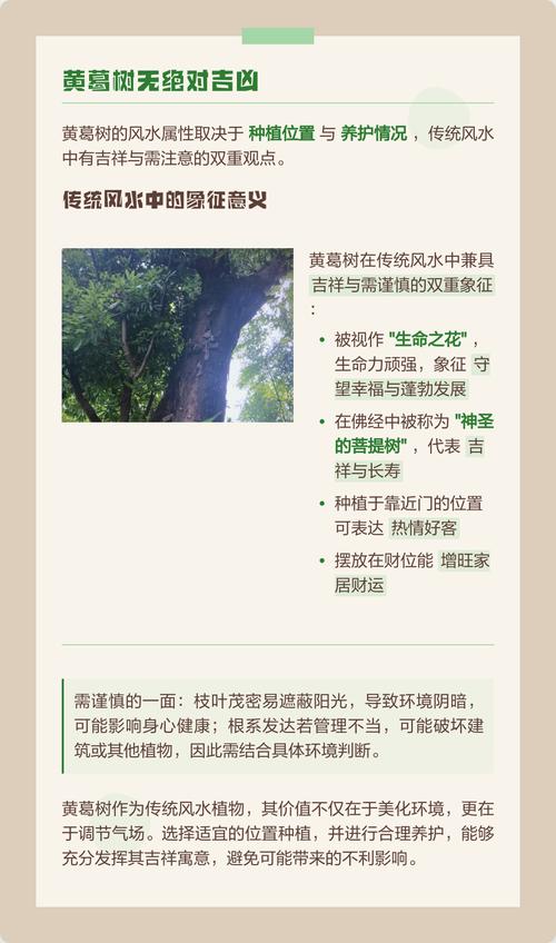 种黄葛树在风水上有哪些讲究和注意事项？