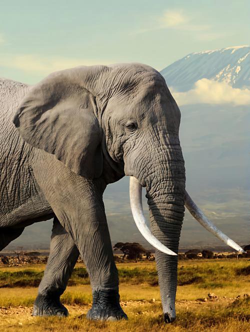 风水大象的牙齿都是锋利且完整的吗？