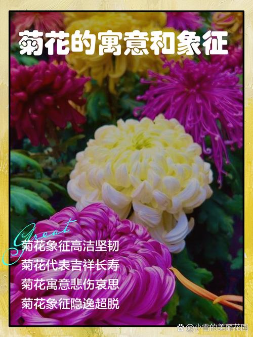 雏菊在风水学中有什么特别的寓意或作用？