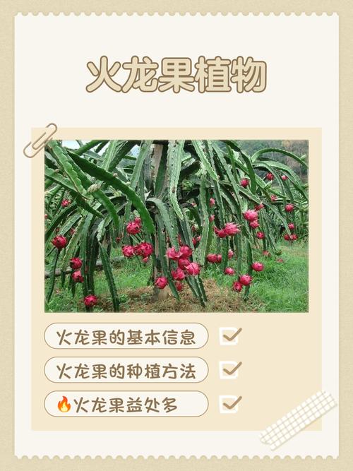 围墙外种植火龙果会对家宅风水产生怎样的影响？