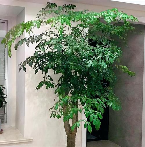 家里适合种植哪些风水树？