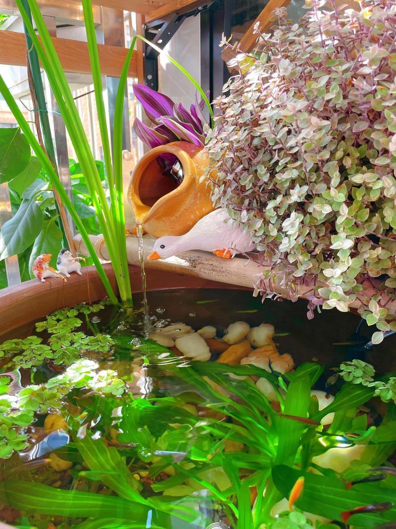 阳台养鱼对风水有影响吗？这种做法是否适宜？