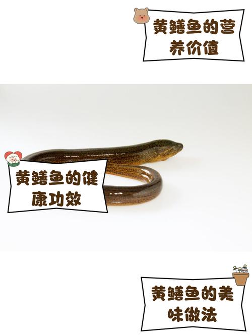 黄鳝作为风水鱼，其摆放与风水布局有何讲究和注意事项？
