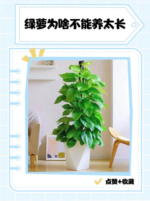 在家养绿萝会对家居风水产生怎样的影响呢？