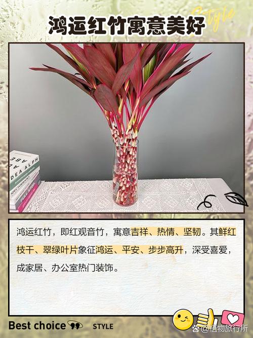 风水门前种植竹子是否有利于家庭运势提升？