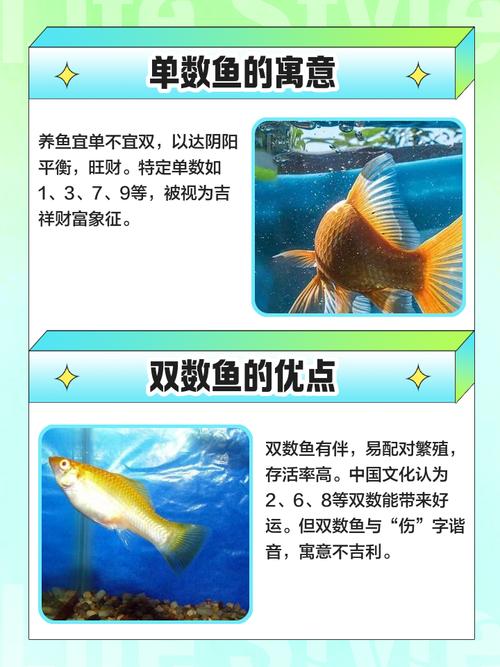 为什么风水鱼不嫩只养双数条，有什么讲究吗？