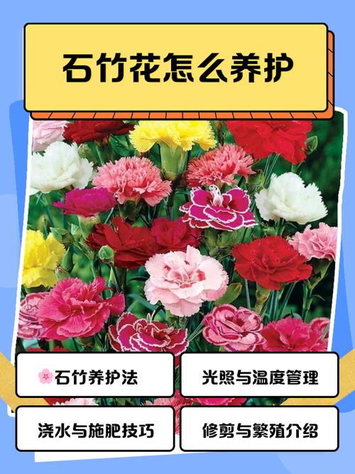 卧室摆放石竹花风水如何？适合养吗？