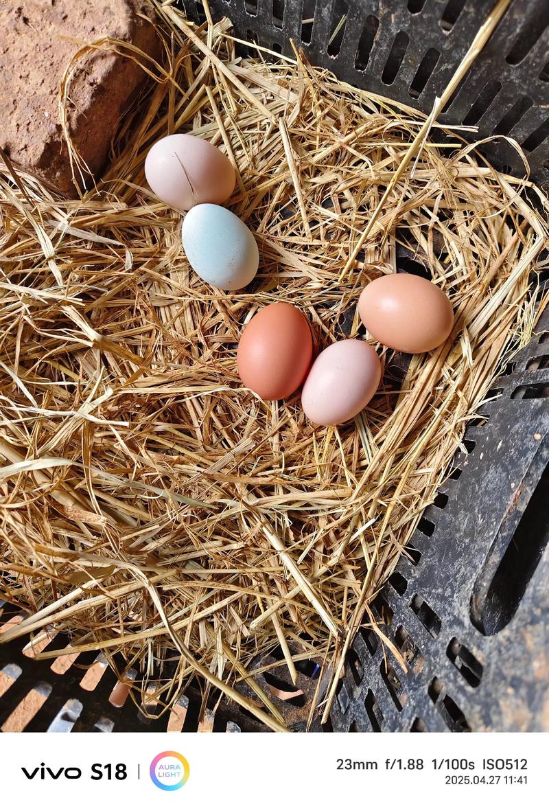 为什么风水鸡蛋不能随便捡，这样做有什么讲究？