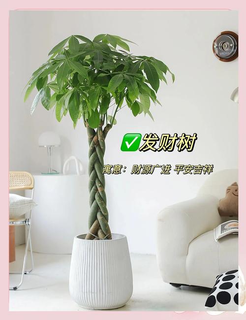 室内养哪些风水植物比较好呢？