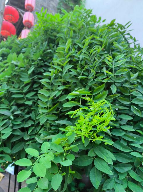 槐树种植在院内是否会影响风水？