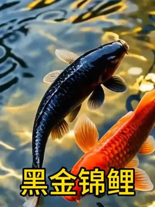 家里养黑鲤鱼风水怎么样？适合吗？