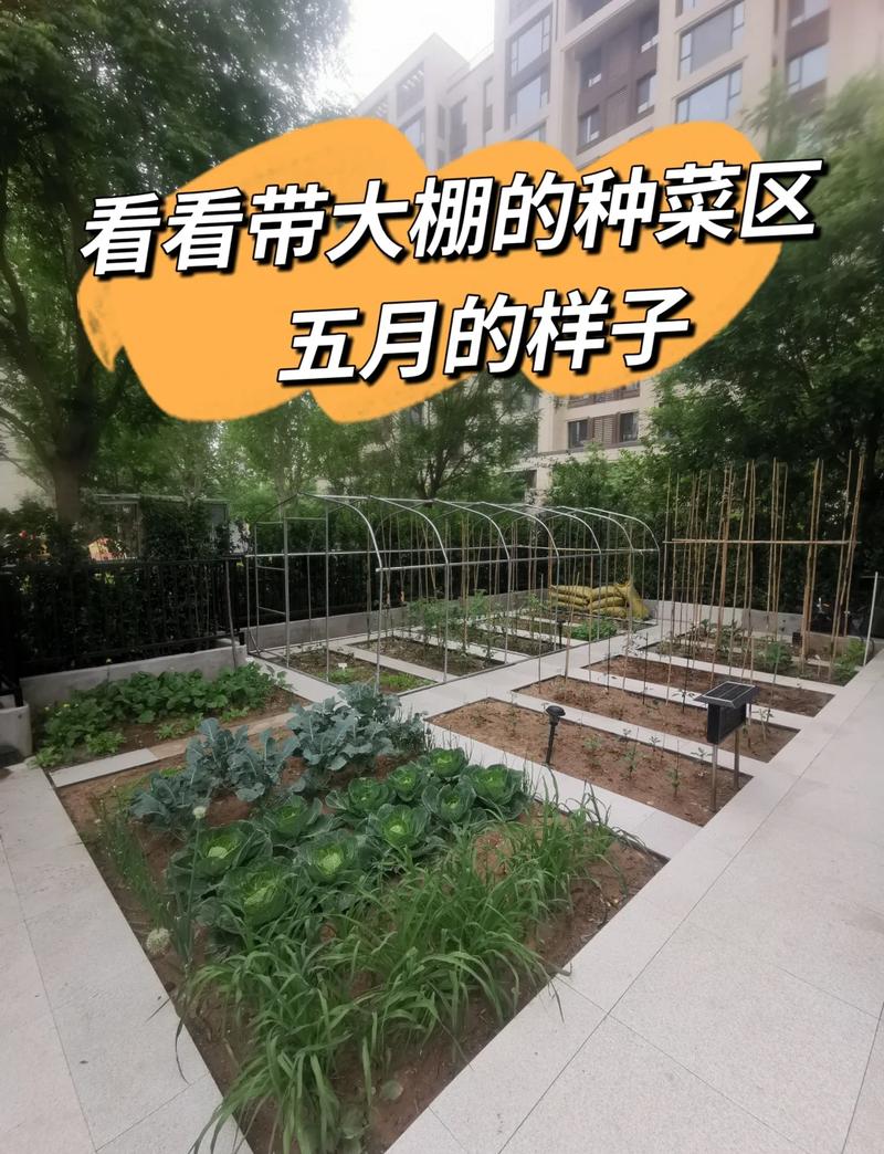 后院种菜是否符合风水讲究，有没有什么讲究需要注意？