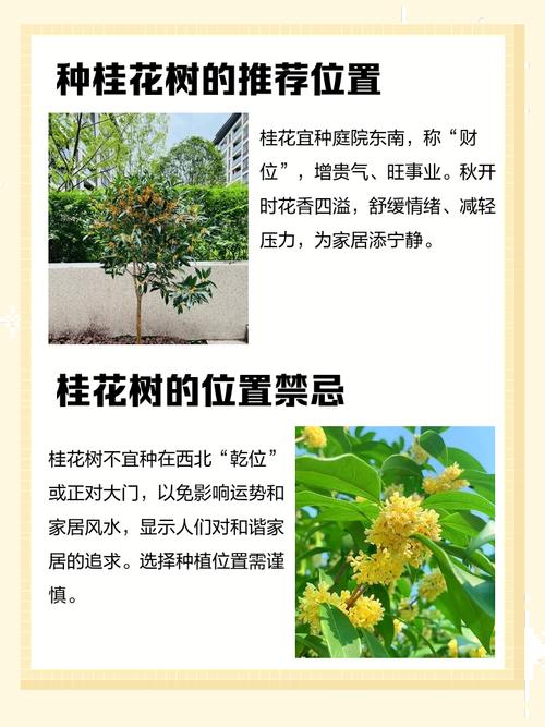 庭院风水树木中，桂花树适合种植吗？