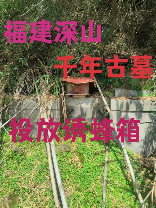 坟墓附近养蜂风水怎么样？