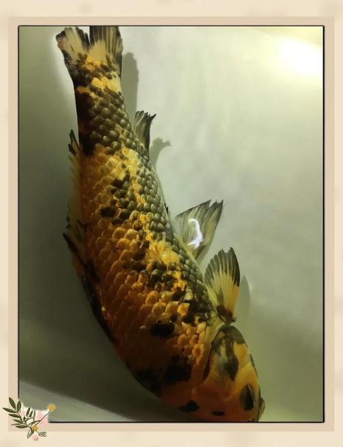 花色鲫鱼究竟算不算具有风水意义的吉祥鱼呢？