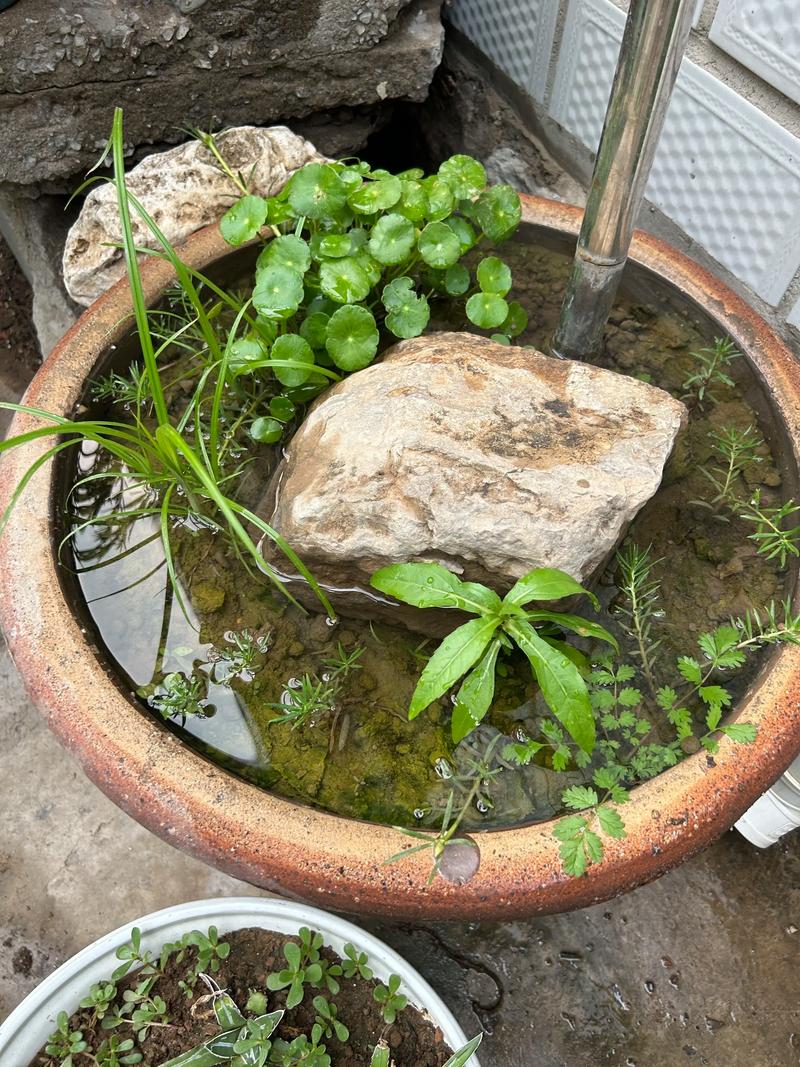 风水池里可以种植哪些植物呢？