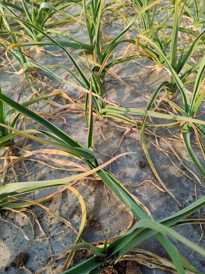 新坟地种植大蒜对风水有影响吗？