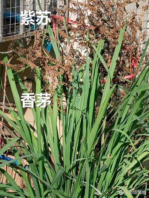 香茅开花对家居风水有怎样的影响或作用？
