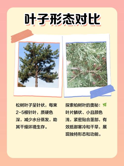 松柏木命与哪种命相配最和谐？松柏木属阴木还是阳木？