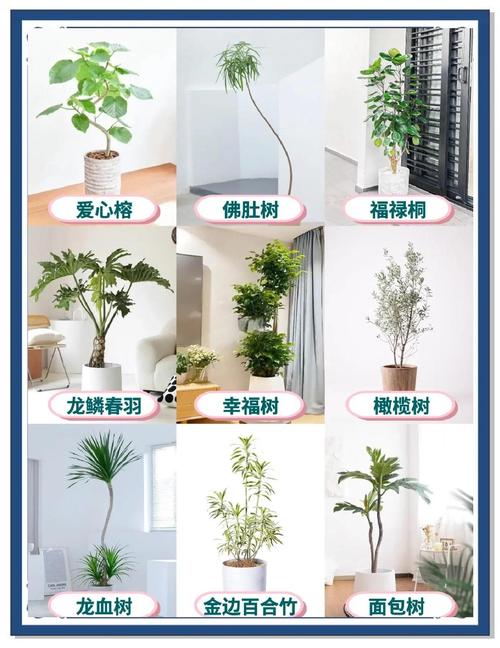 客厅摆放植物对风水有影响吗？