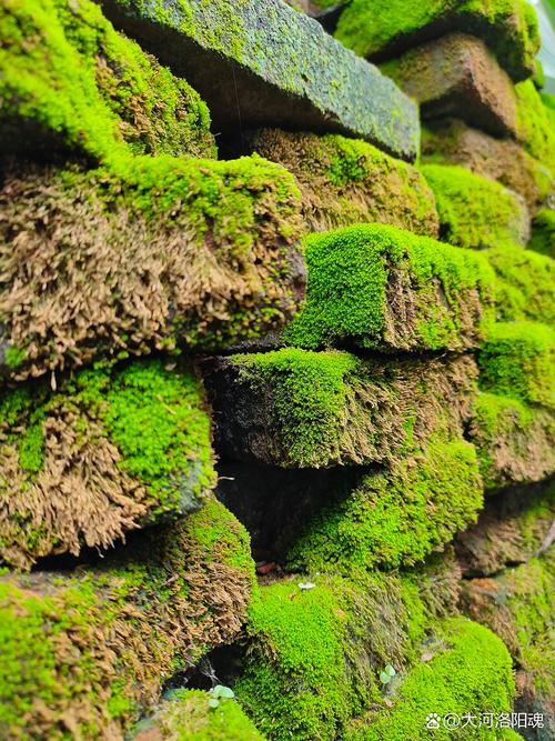 风水宝地为何会长满苔藓？