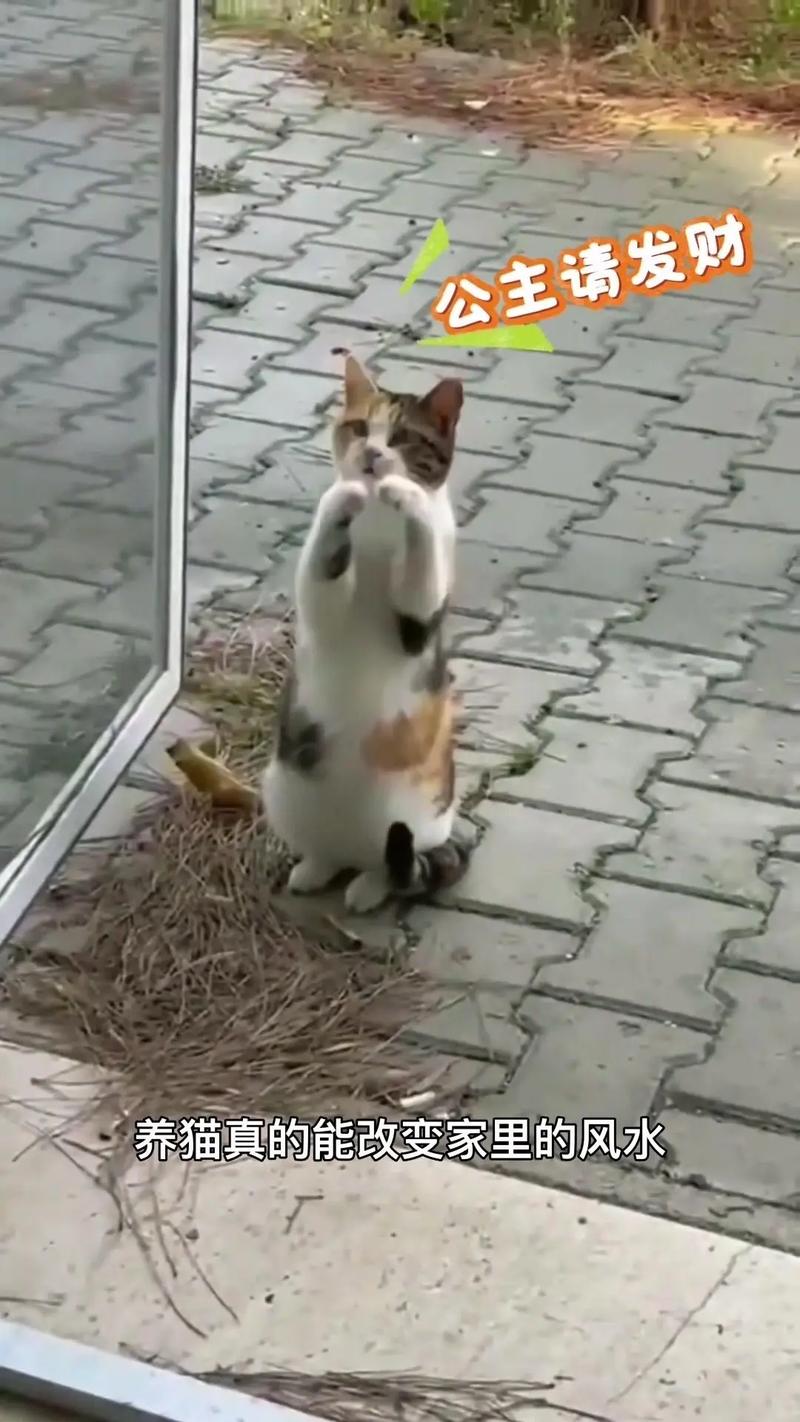 养宠物真的能对家居风水产生改变吗？