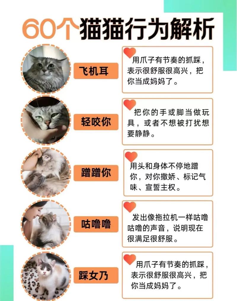 猫为何能借命给人，有人借命的现象真的存在吗？