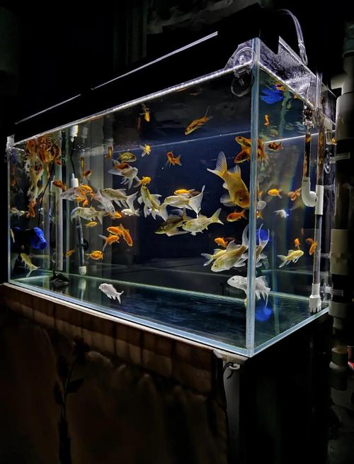 锦鲤鱼缸适合养鱼吗？其风水布局是否吉利？