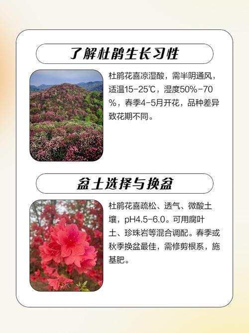 阳台种植杜鹃花是否符合风水讲究？