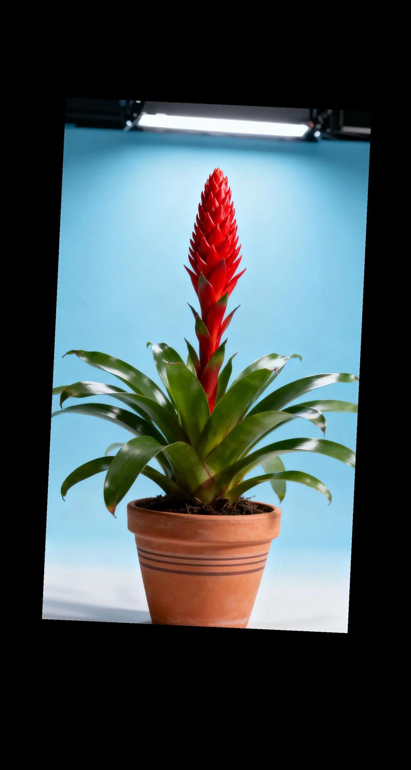 鸿运当头命理属性是什么？其寓意和风水象征如何？