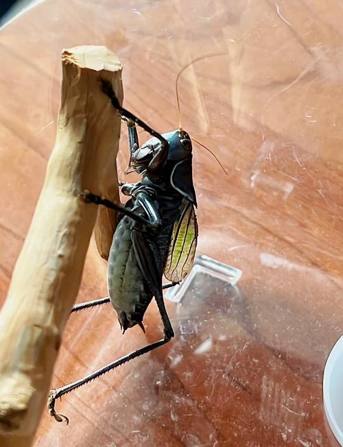 家里养蝈蝈会对家居风水产生怎样的影响或作用呢？