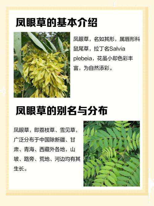 凤眼植物可以种植吗？其风水效果如何？