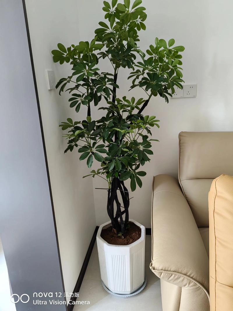 夏天适合在风水上种植树木吗？