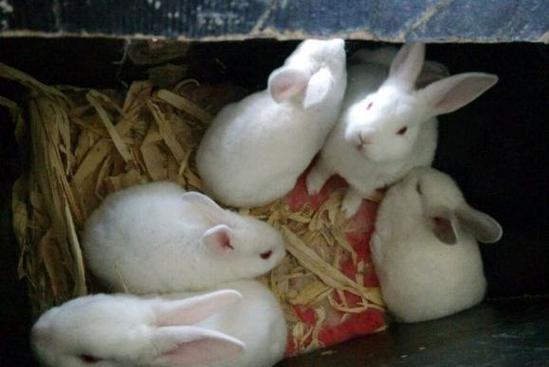 养兔子风水需要注意哪些讲究和细节？