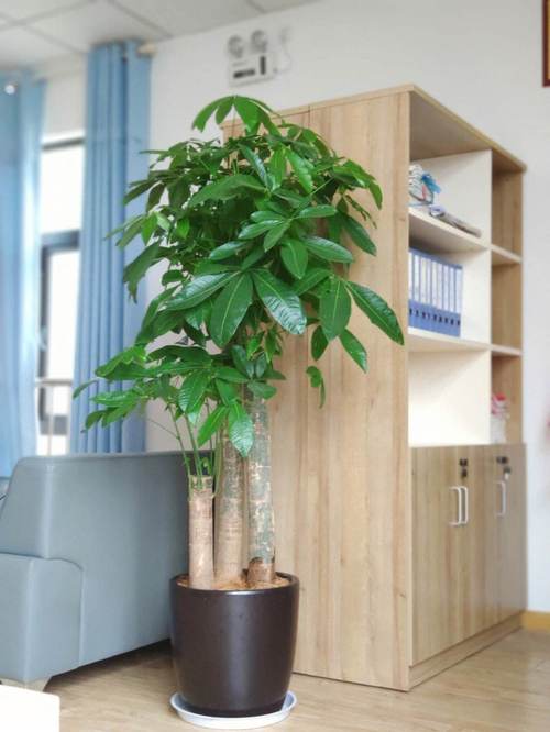 卧室摆放仿真树对家居风水有影响吗？