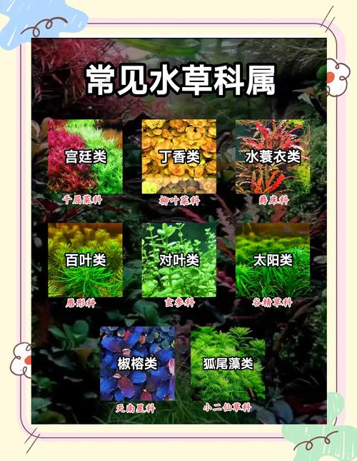 湖中常见哪些具有风水意义的植物种类？
