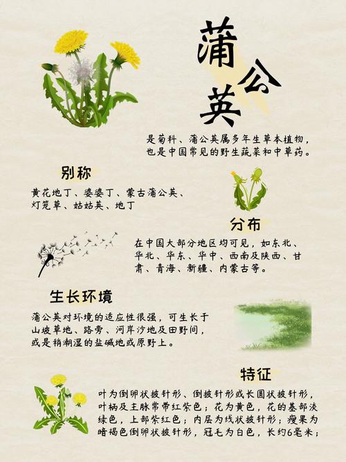 家里种植蒲公英会对风水产生怎样的影响呢？