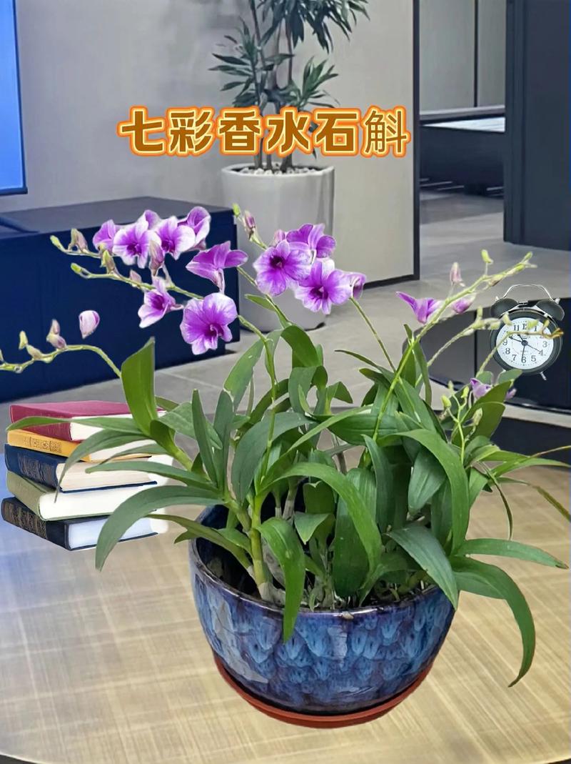 厨房摆放石斛会影响家居风水吗？