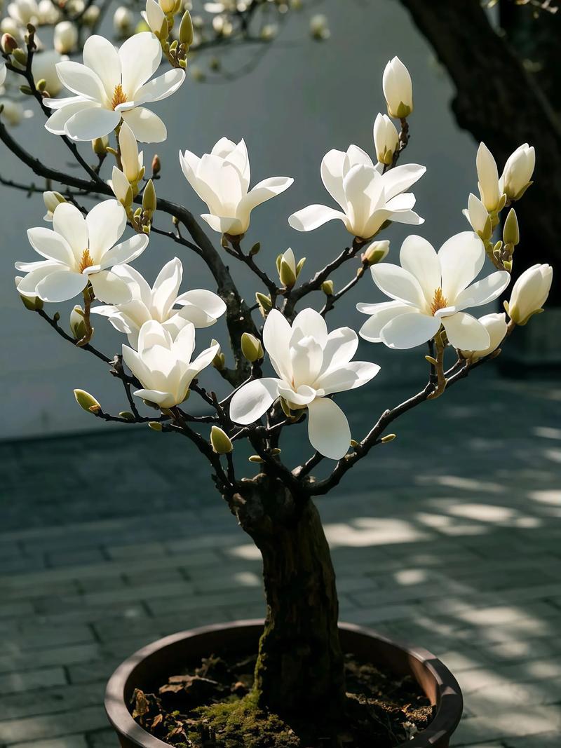 庭院风水适宜种植玉兰树吗？