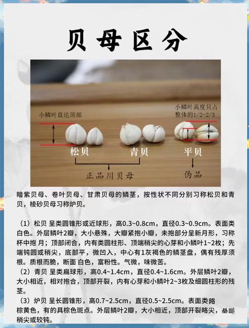 皇家贝母作为风水物品，其作用和功效究竟如何呢？