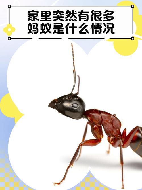 家里蚂蚁成群，是不是与家居风水布局有关呢？