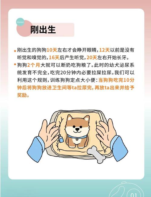 狗年出生的男宝宝命运如何，这样的命好不好呢？