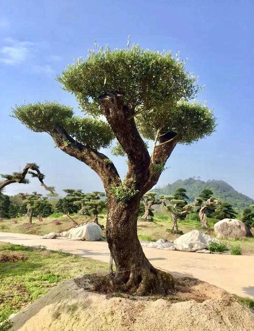橄榄风水上是好树吗？适合种植在哪些方位和环境中？
