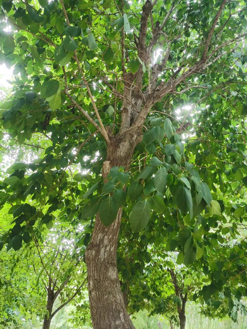 杜仲树作为风水树，其作用和意义有哪些？