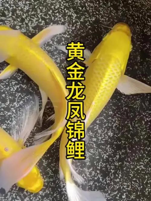 龙凤锦鲤究竟算不算风水鱼呢？