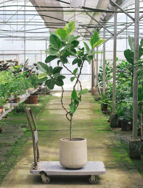 屋顶摆放盆栽对风水有影响吗？